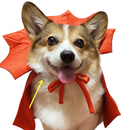 Fantasia Pet Rei Vampiro para Gato ou Cachorro