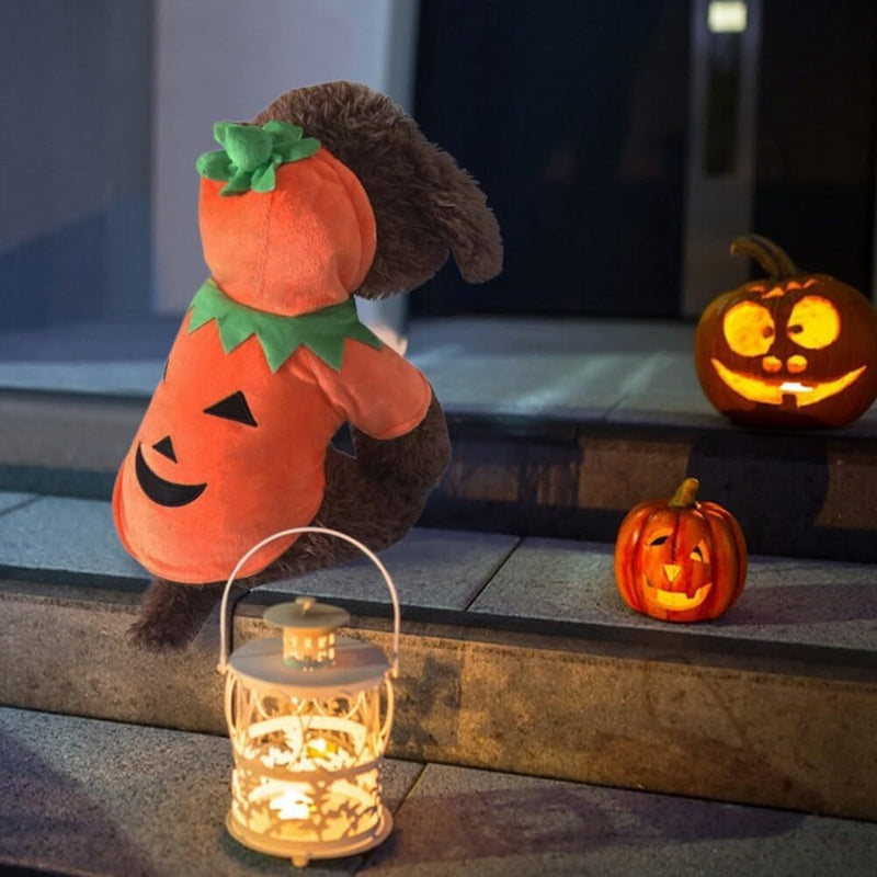 Pumpkin Pet - Fantasia de abóbora para Pet